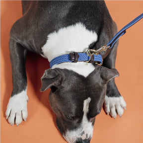 Kentucky Dogwear - Nylon tressé collier de chien bleu clair | - Ohlala