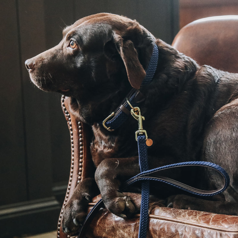 Kentucky Dogwear - Laisse en nylon tressé marine | - Ohlala