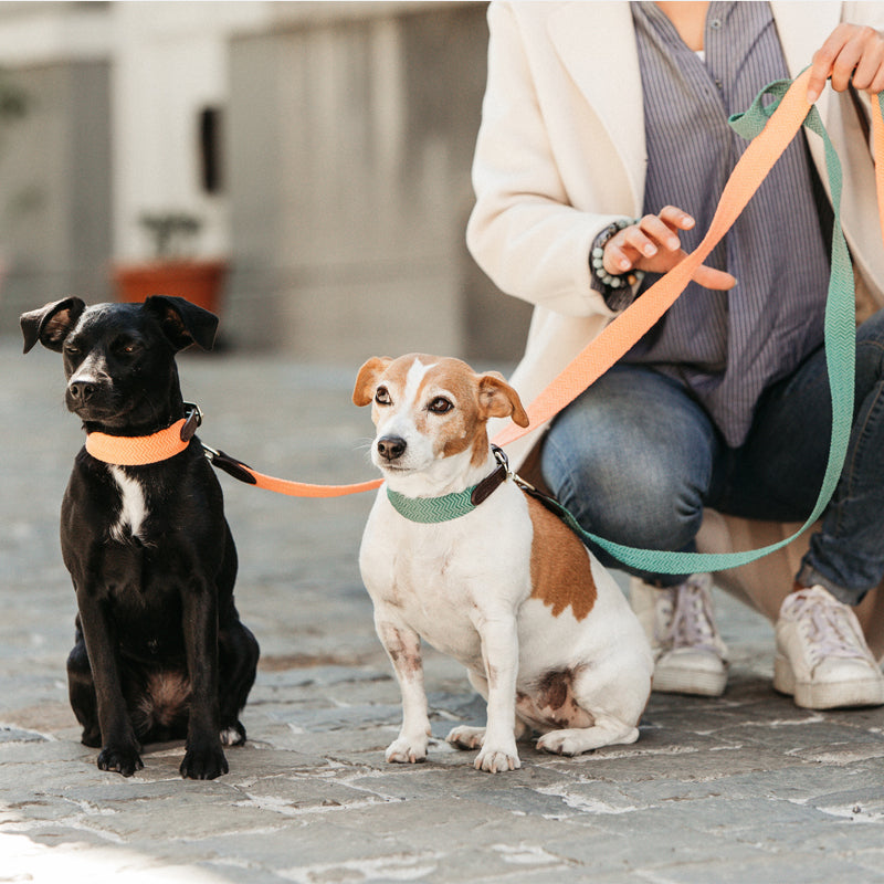 Kentucky Dogwear - Collier pour chien Jacquard vert olive | - Ohlala