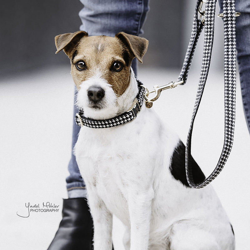 Kentucky Dogwear - Laisse pour chien Pied de poule 2m noir | - Ohlala