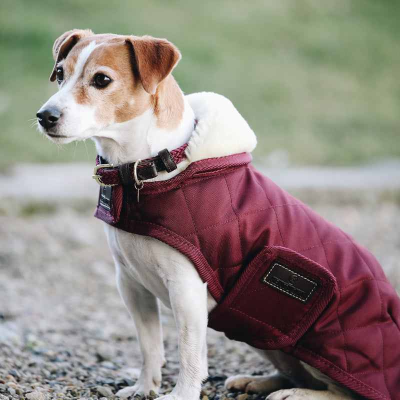 Manteau de Luxe pour chien - Manteau pour chien en jean