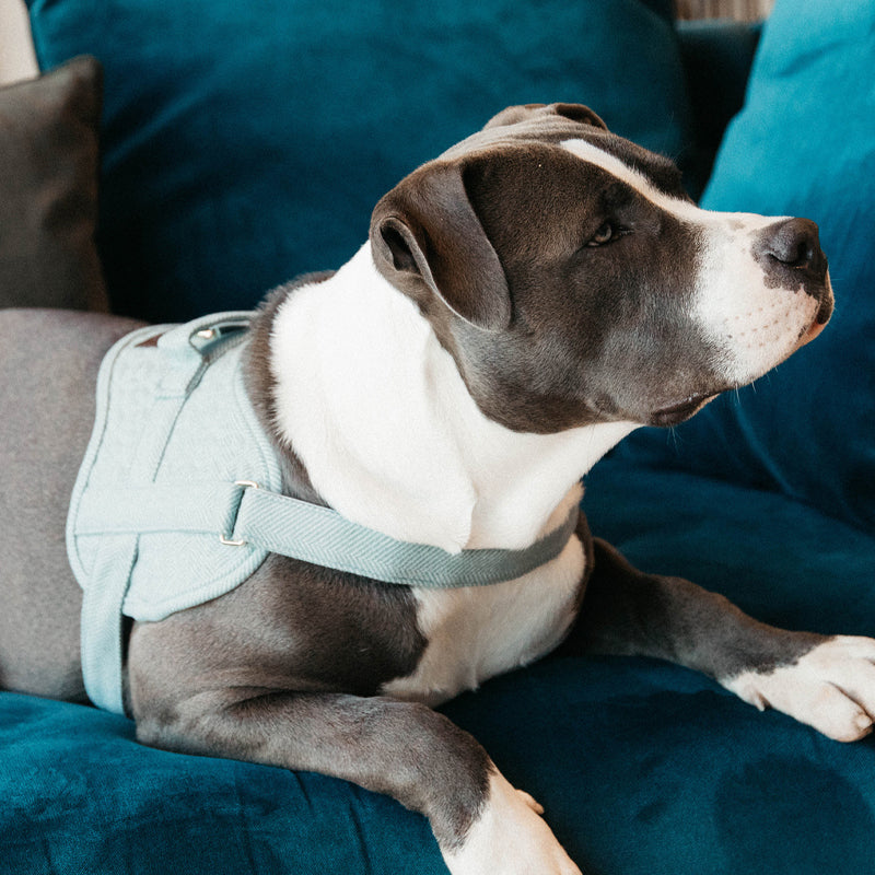 Kentucky Dogwear - Harnais pour chiens Body safe Wool bleu ciel | - Ohlala