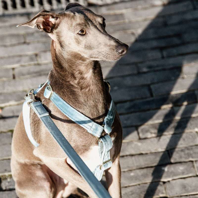 Kentucky Dogwear - Harnais pour chiens Velvet Bleu ciel | - Ohlala