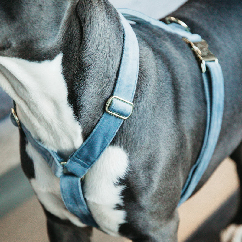 Kentucky Dogwear - Harnais pour chiens Velvet Bleu ciel | - Ohlala