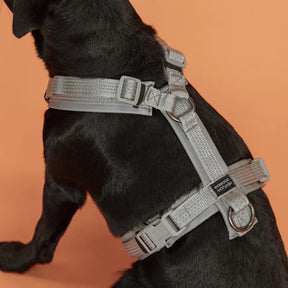 Kentucky Dogwear - Harnais pour chien active Reflective | - Ohlala