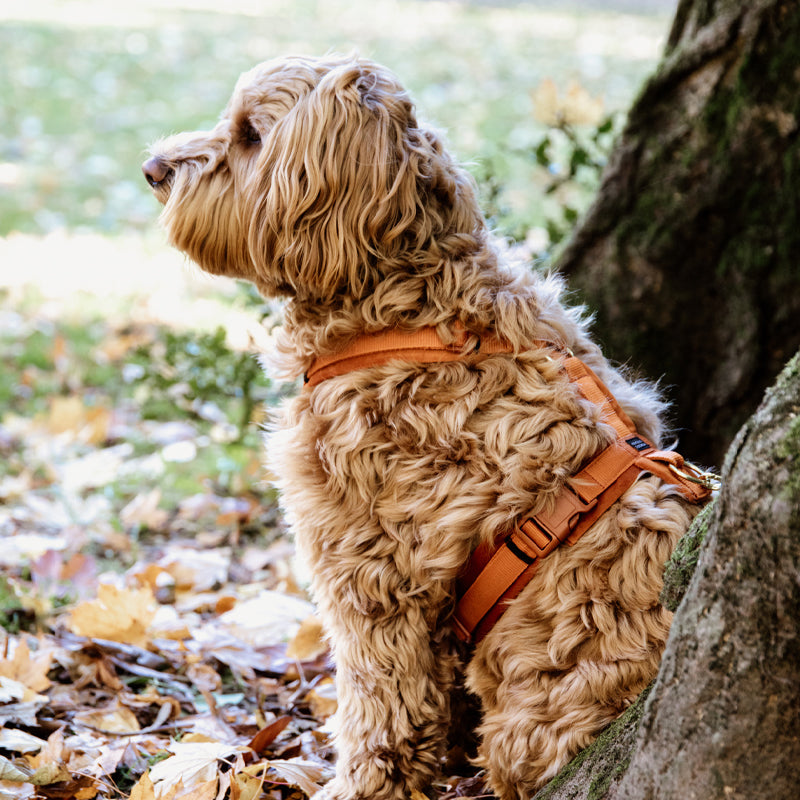 Kentucky Dogwear - Harnais pour chien actif velvet orange | - Ohlala