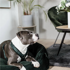 Kentucky Dogwear - Harnais pour chien actif velours pine green | - Ohlala