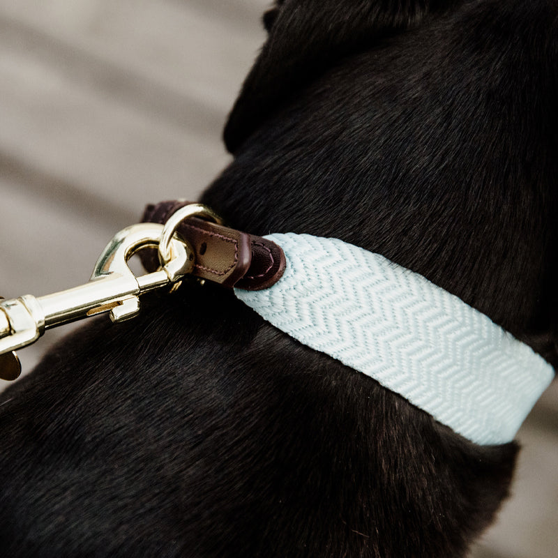 Kentucky Dogwear - Collier pour chien Jacquard bleu ciel | - Ohlala