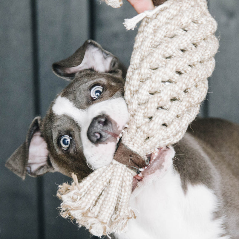 Kentucky Dogwear - Jouet pour chien corde en coton pineapple | - Ohlala