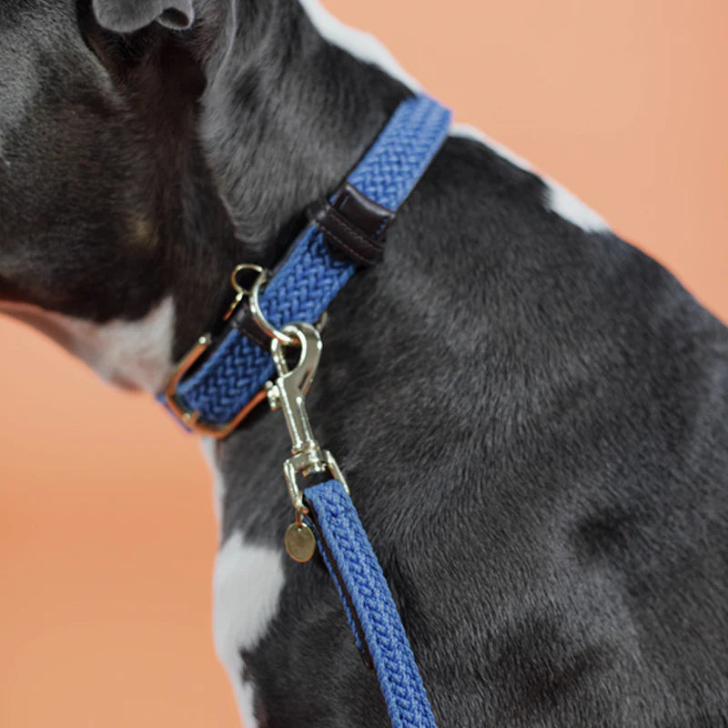 Kentucky Dogwear - Laisse de nylon tressé bleu clair | - Ohlala