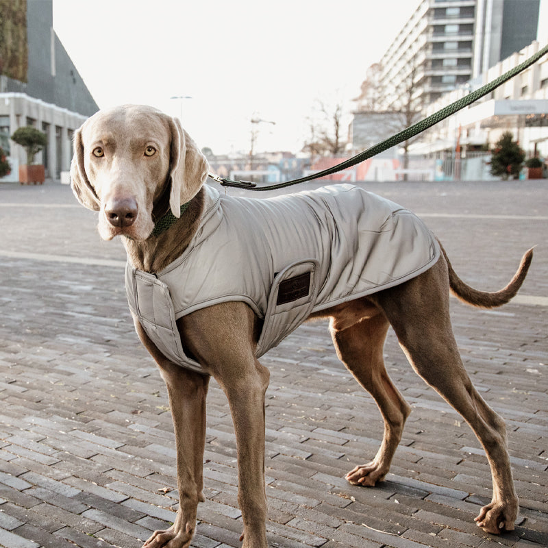 Manteau-serviette pour chien kentucky - La Cabrade