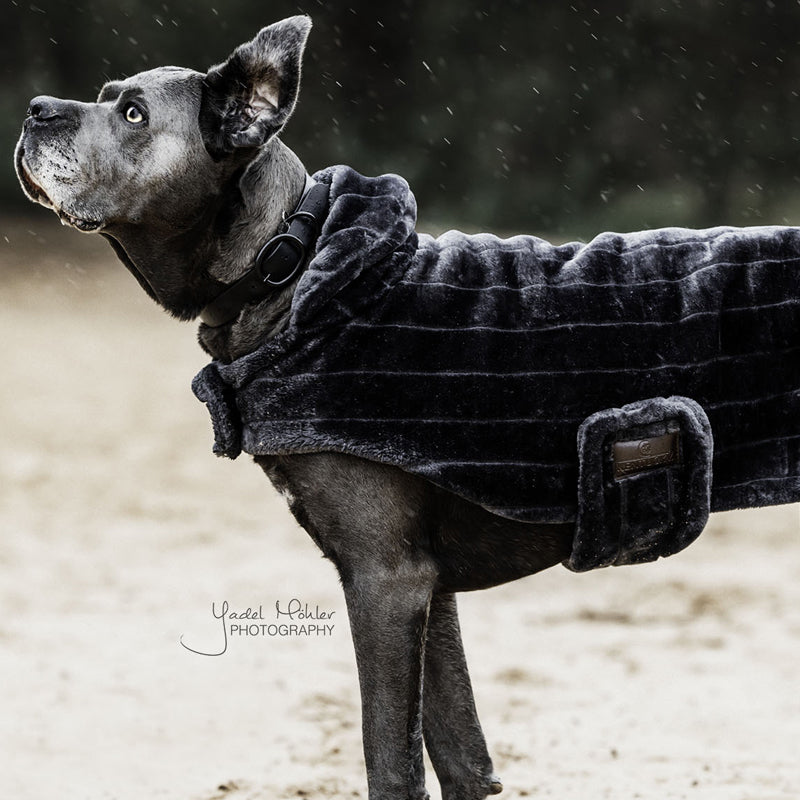 couverture chien personnalisée grise