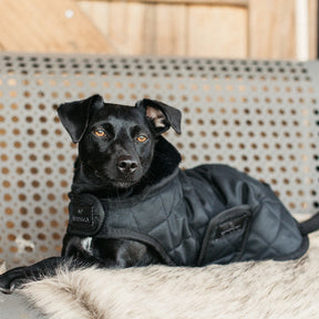 Kentucky Dogwear - Manteau pour chiens 160g bordeaux