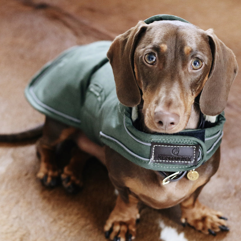 Kentucky Dogwear - Manteaux pour chiens Waterproof | - Ohlala